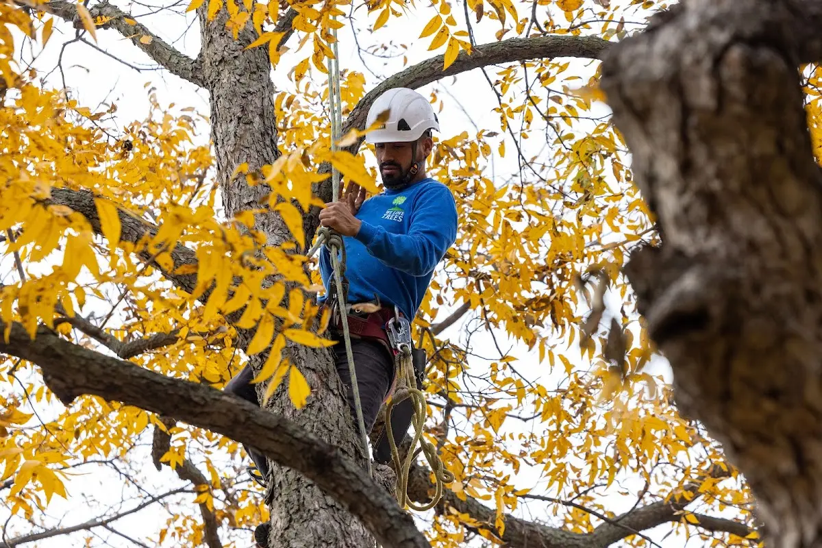 Skilled Tree Trimming crew working in Maysville
